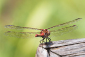 libellule dragonfly paddington rec