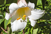 fleur de lys / lys blanc / white lily
